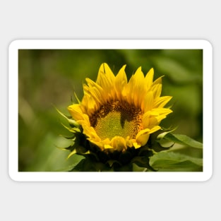 blb sunflower - 2 Sticker